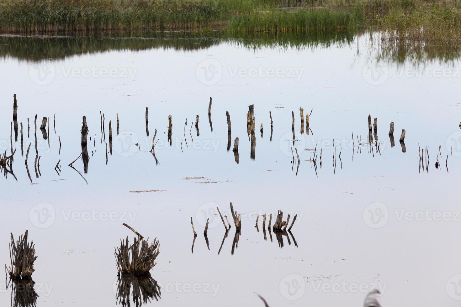 un lago con diferentes plantas foto