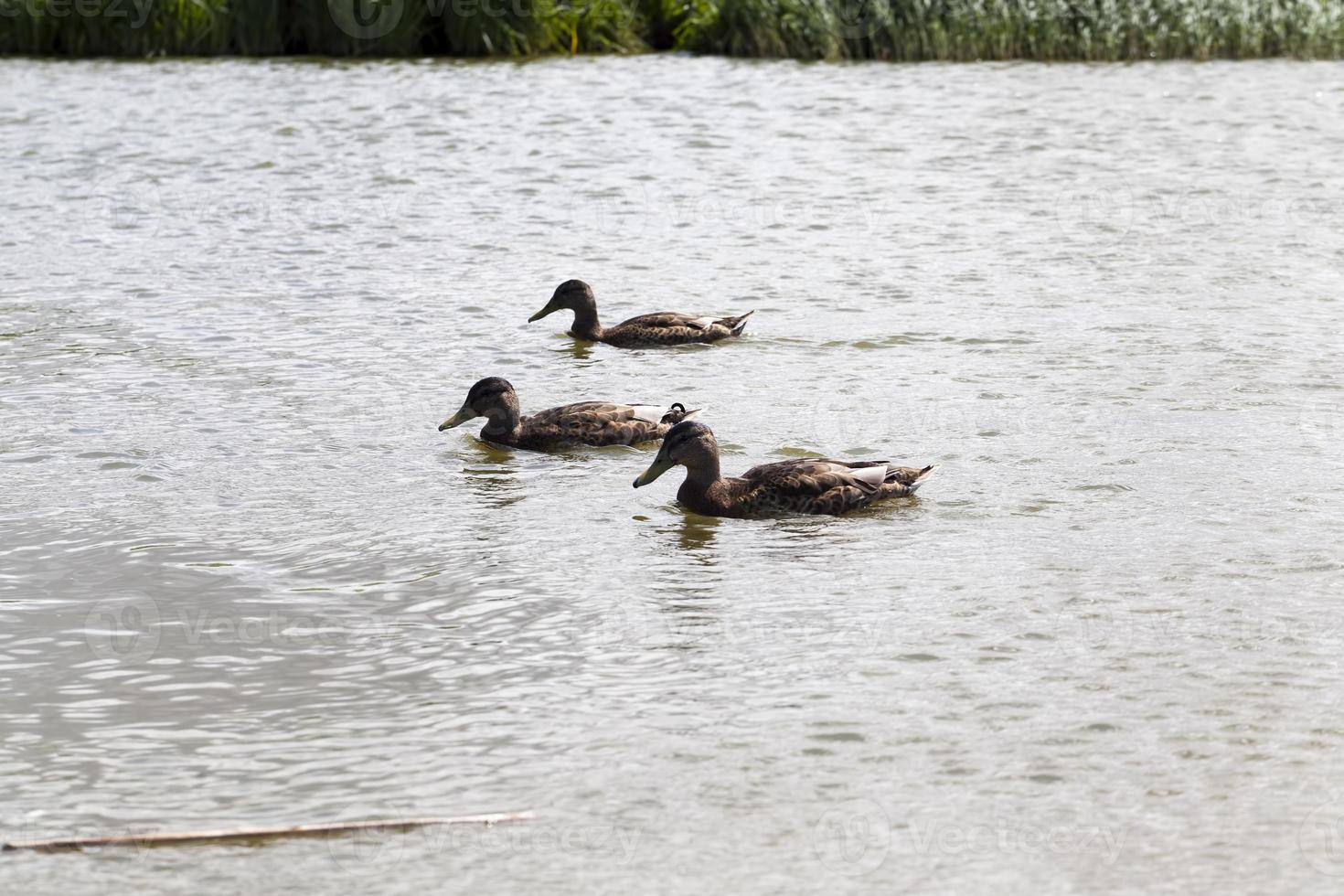 hermosos patos salvajes en la naturaleza, naturaleza salvaje foto