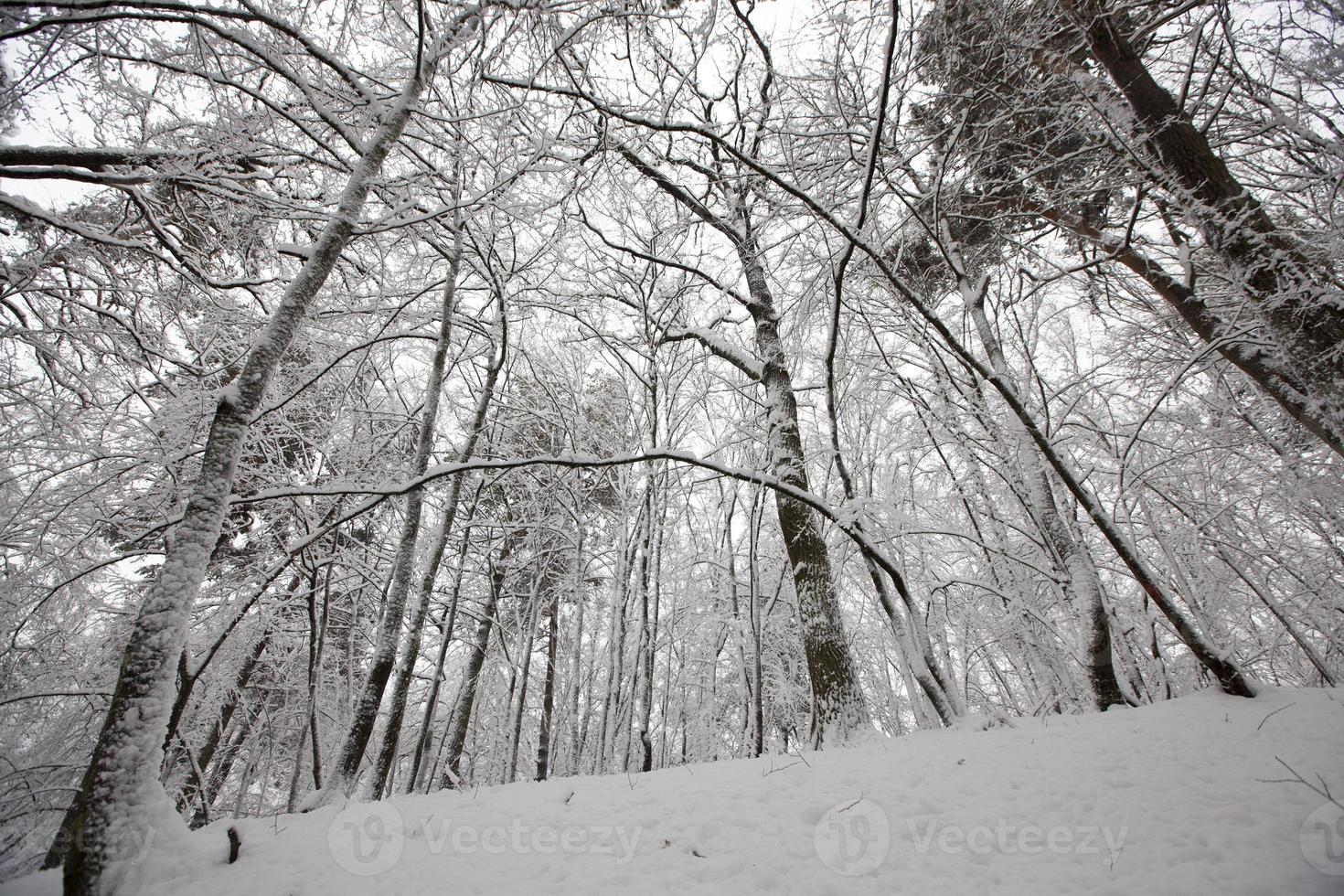 winter park with trees without foliage photo