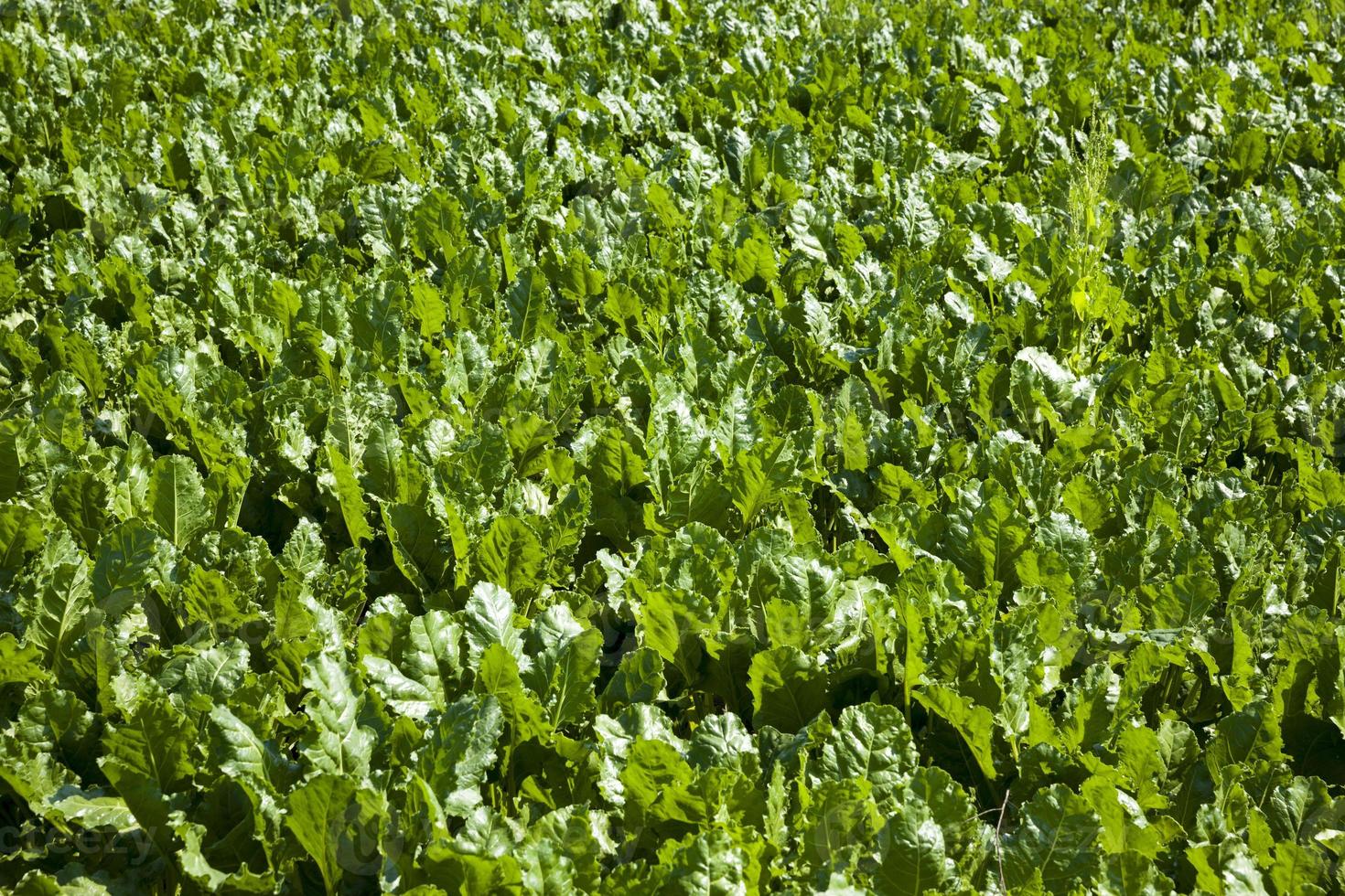beet tops for sugar production photo