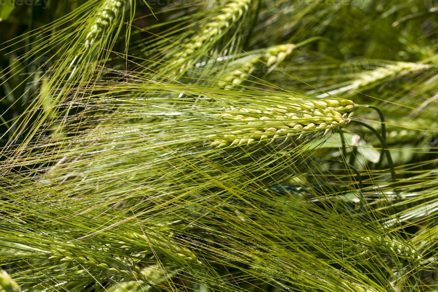 agricultural activity for growing wheat photo