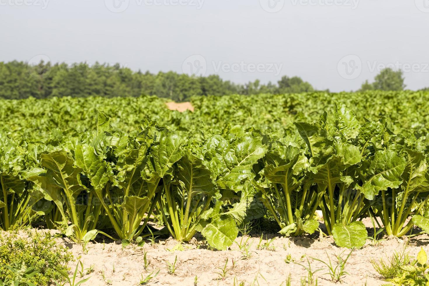 sugar beet in the agricultural field photo
