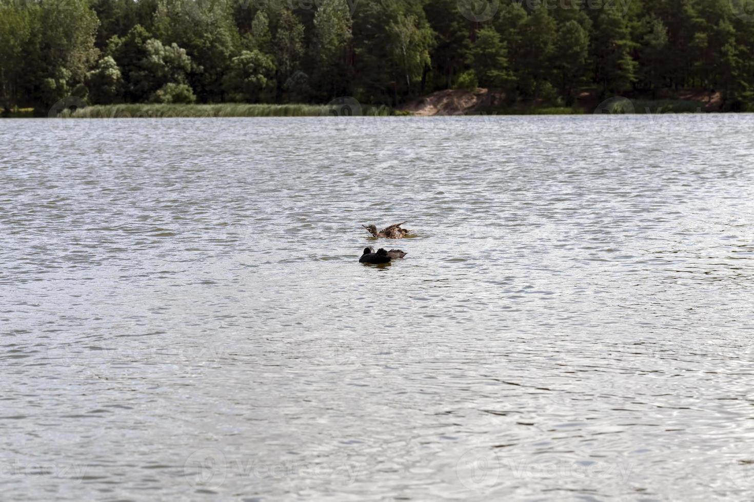 wild ducks in the natural environment photo