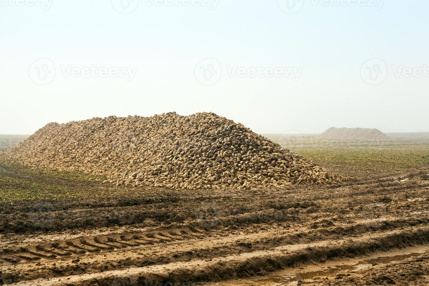 sugar beet, close up photo