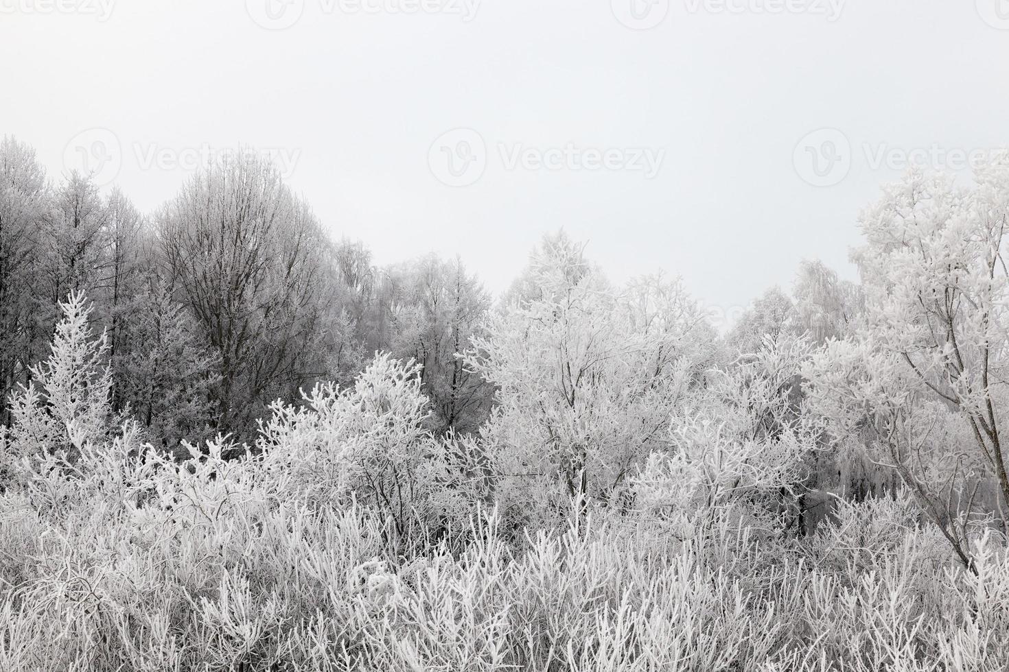 día frío, bosque foto