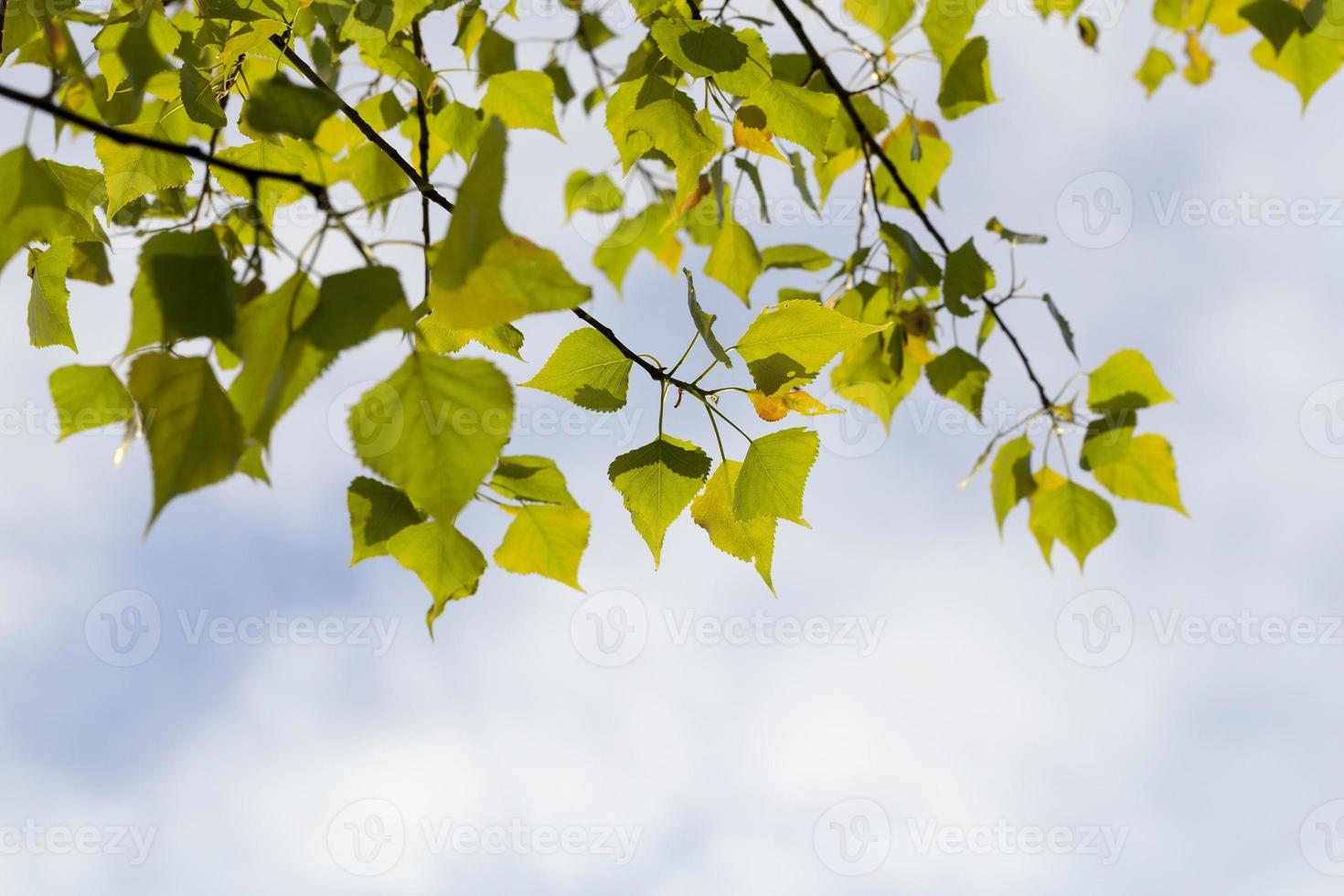 Beautiful forest, close up photo