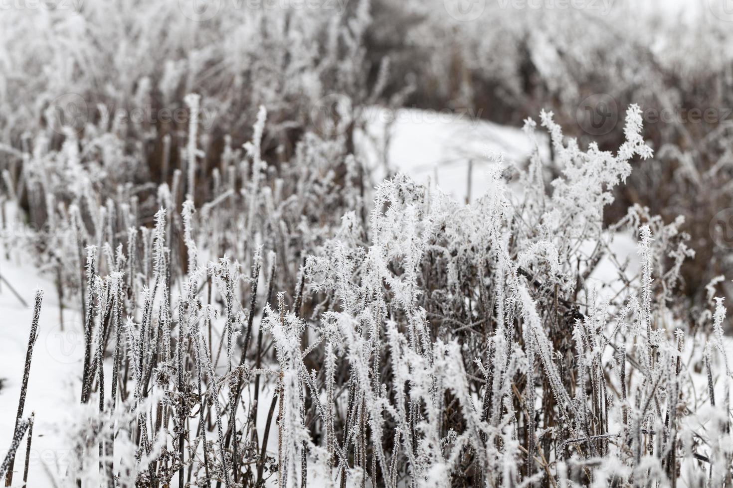 grass covered with frost and snow in winter photo