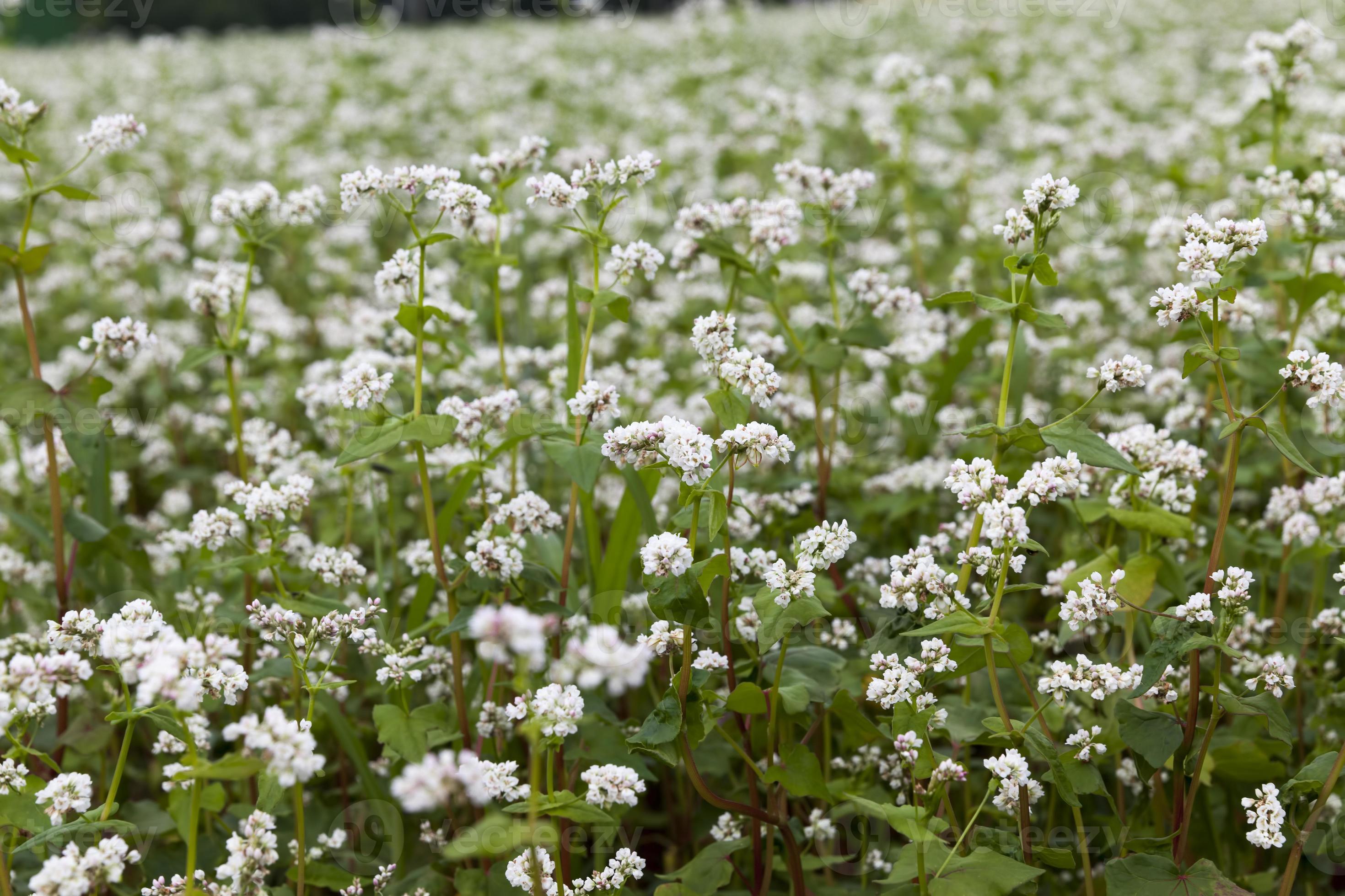 white buckwheat flowers during flowering 9443284 Stock Photo at Vecteezy