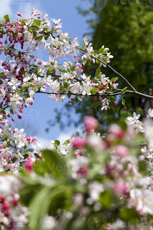 red cherry blossom in spring photo