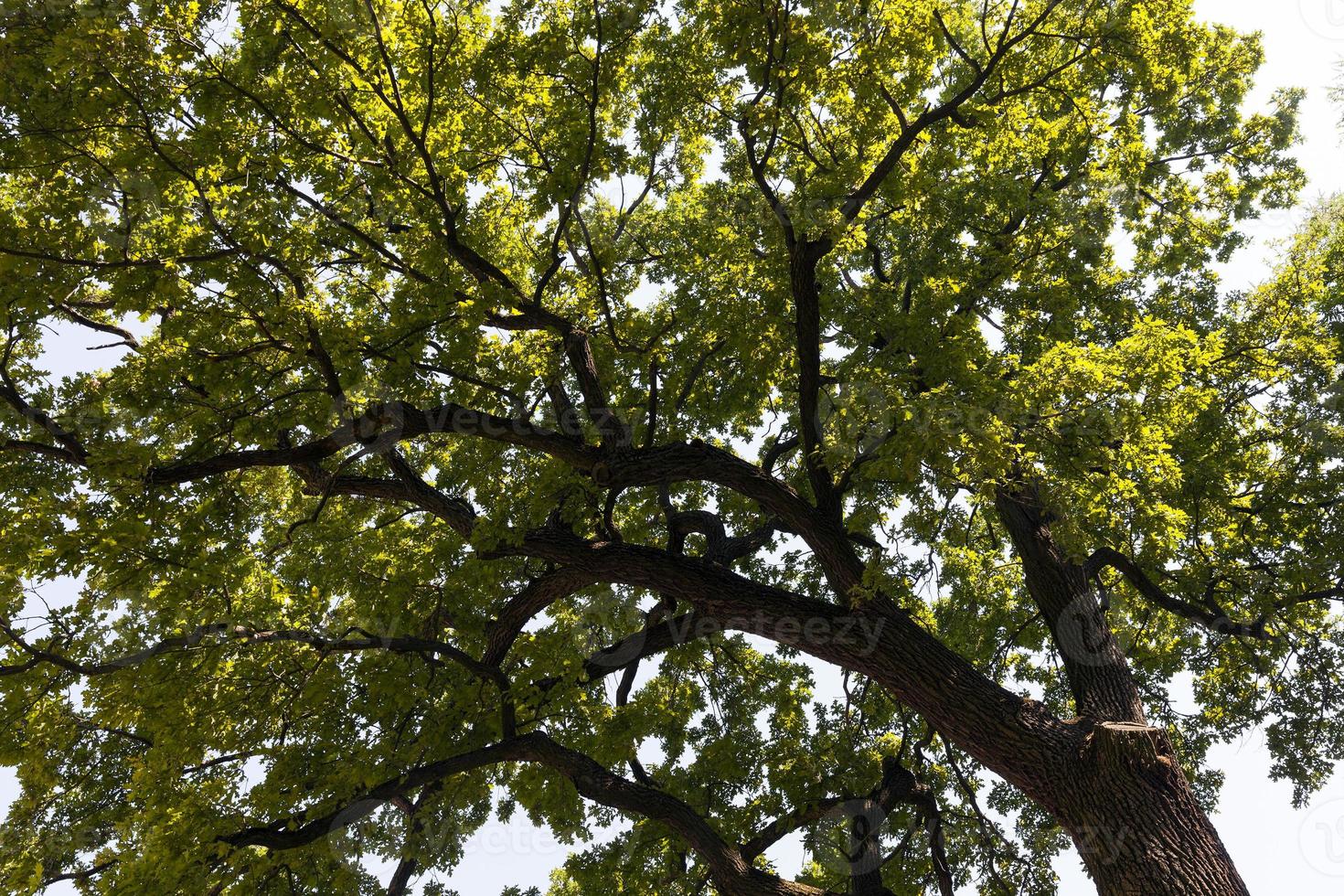 árboles cubiertos de follaje verde en verano foto