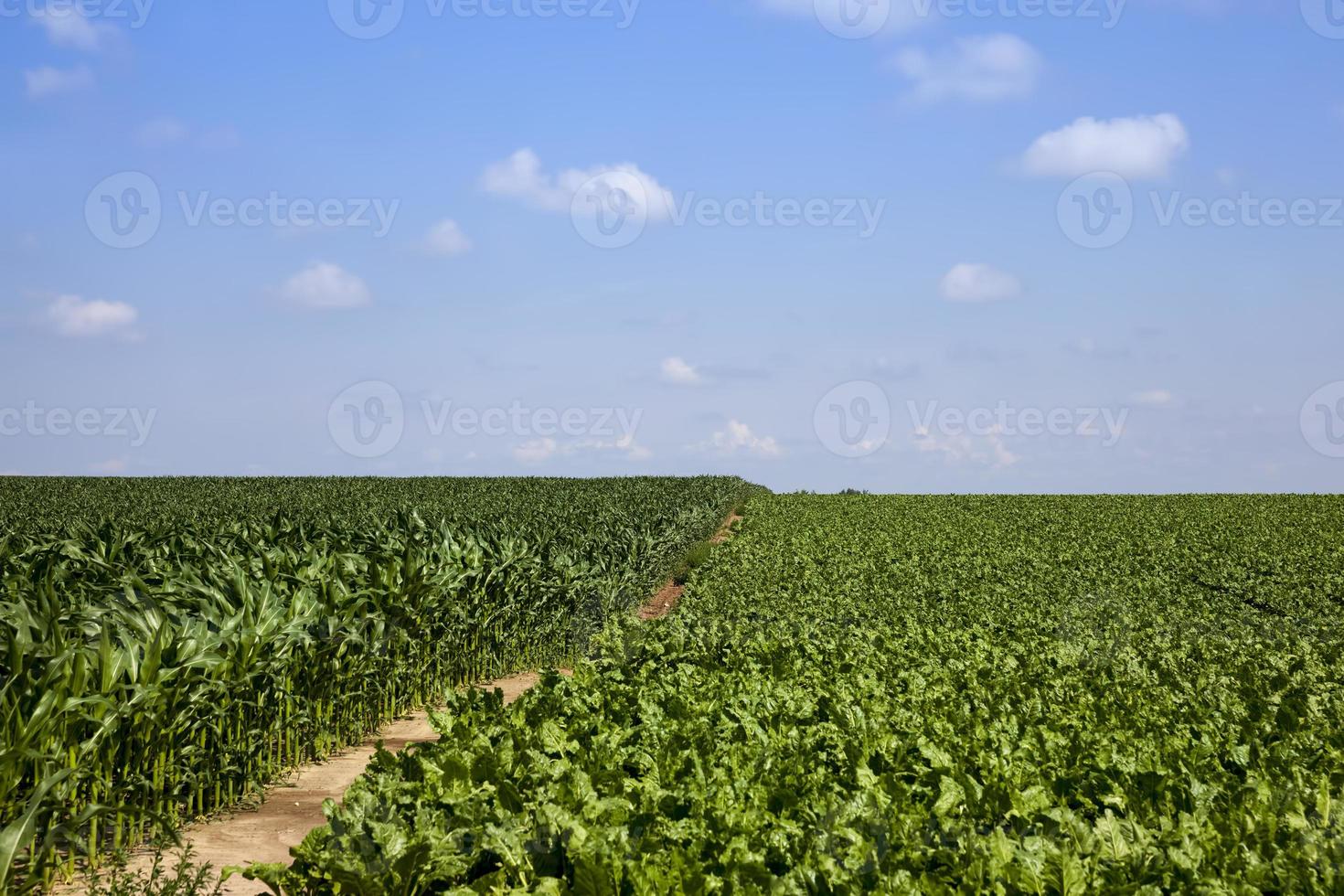 beet tops for sugar production photo