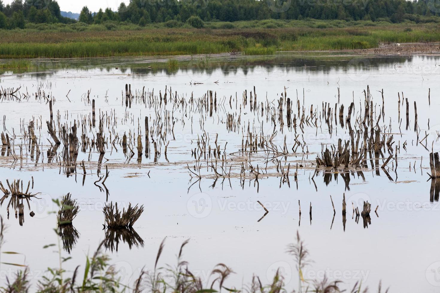 a lake with different plants photo