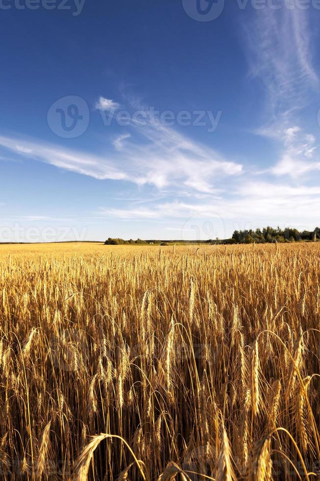 ripe yellow cereals photo