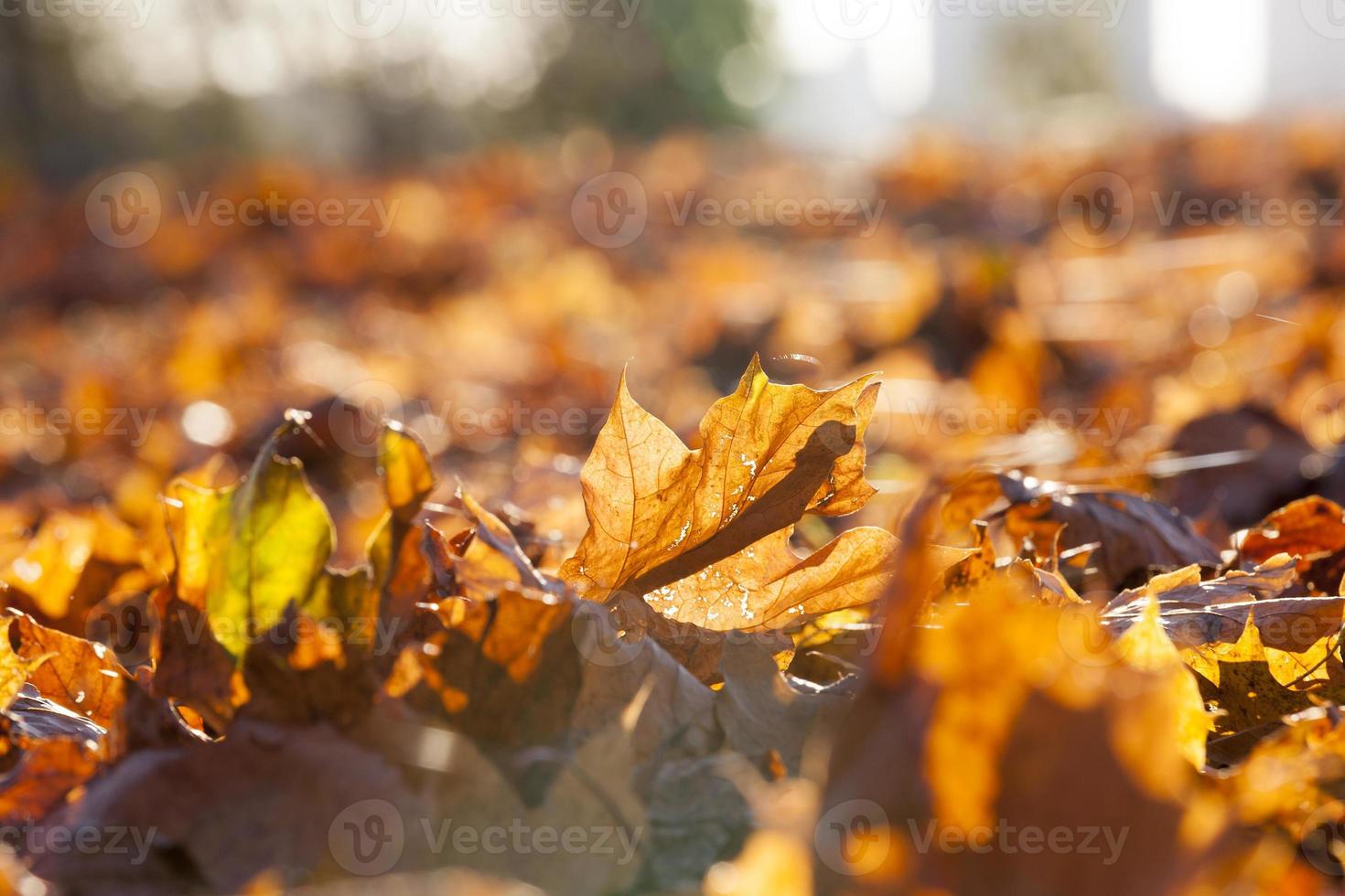 yellowed maple leaves photo