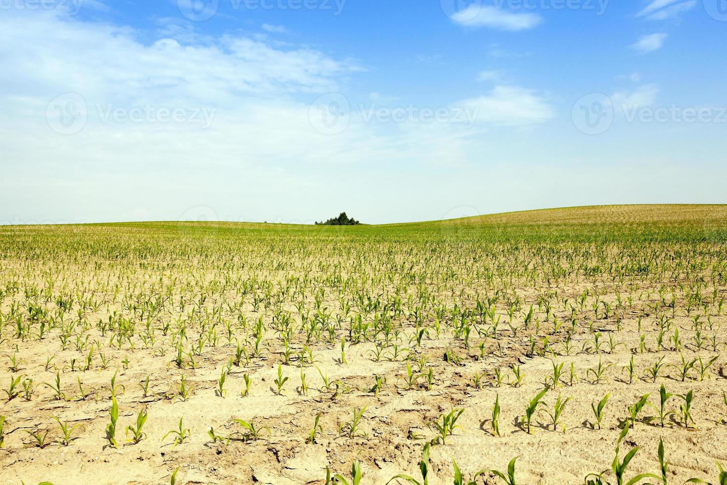 campo de maíz, verano foto