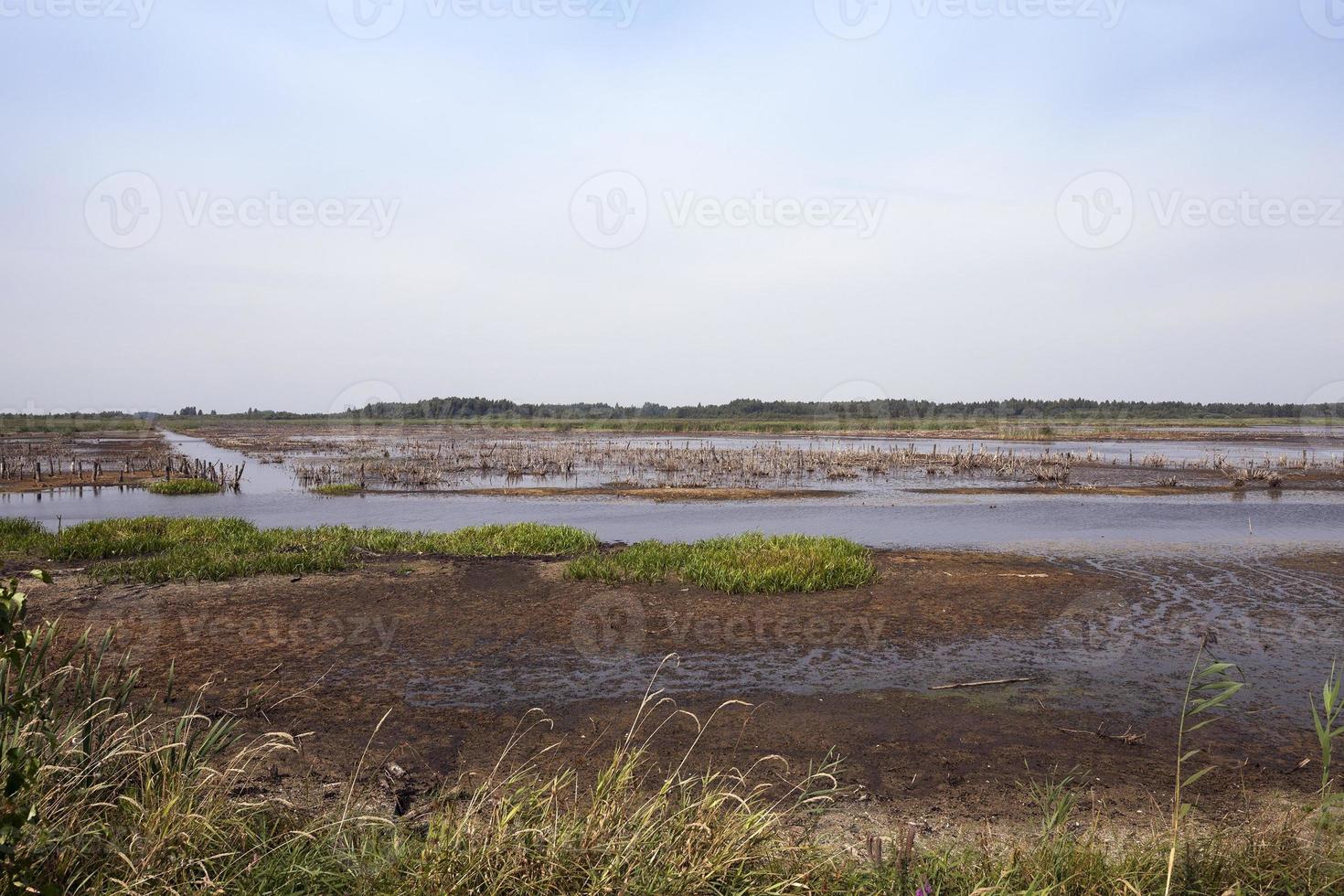 moorland, summer time photo