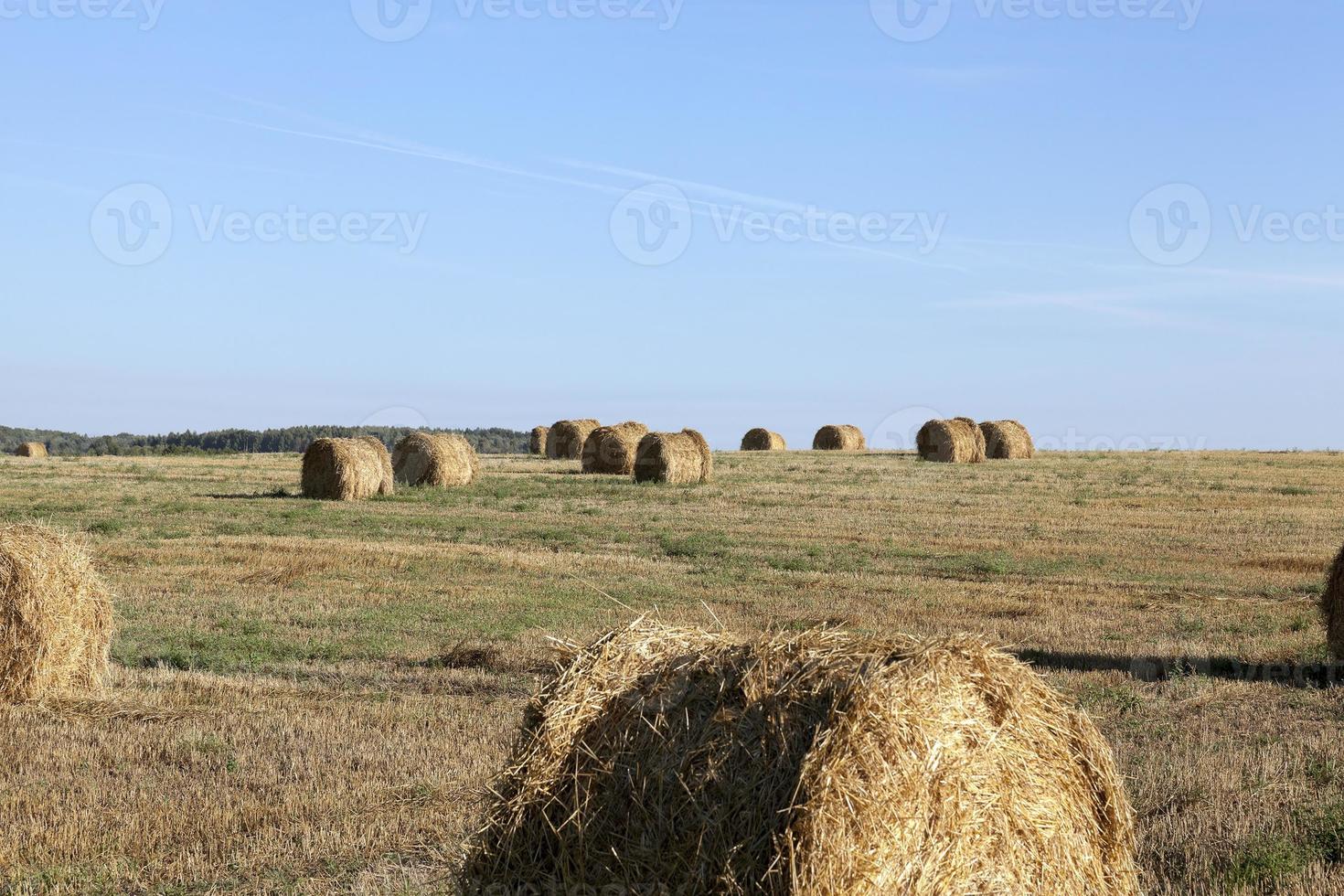 haystacks in a field of straw photo