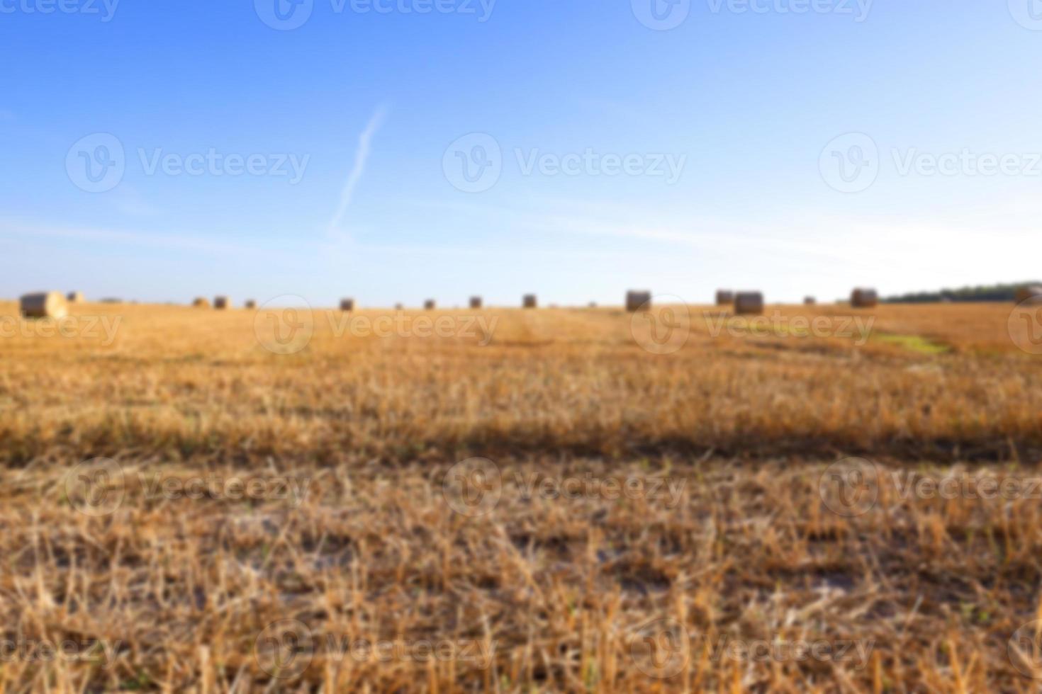 stack of wheat straw photo