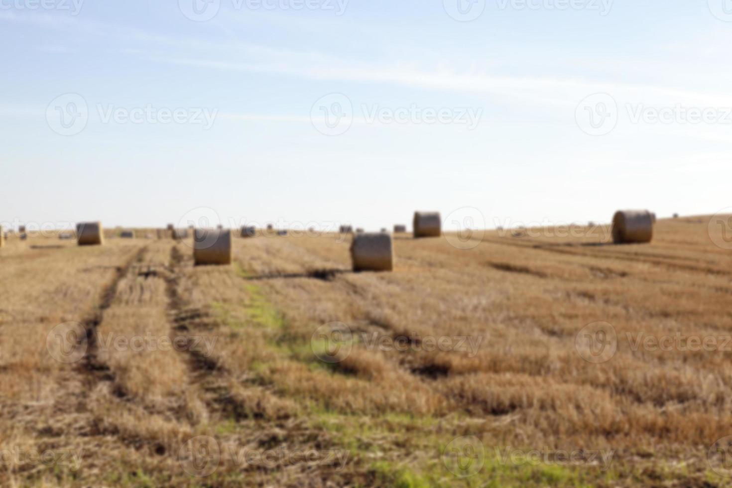 stack of wheat straw photo