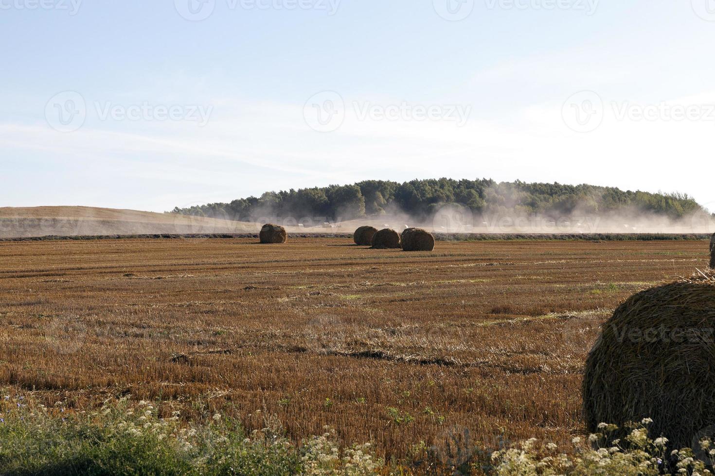 stack of wheat straw photo