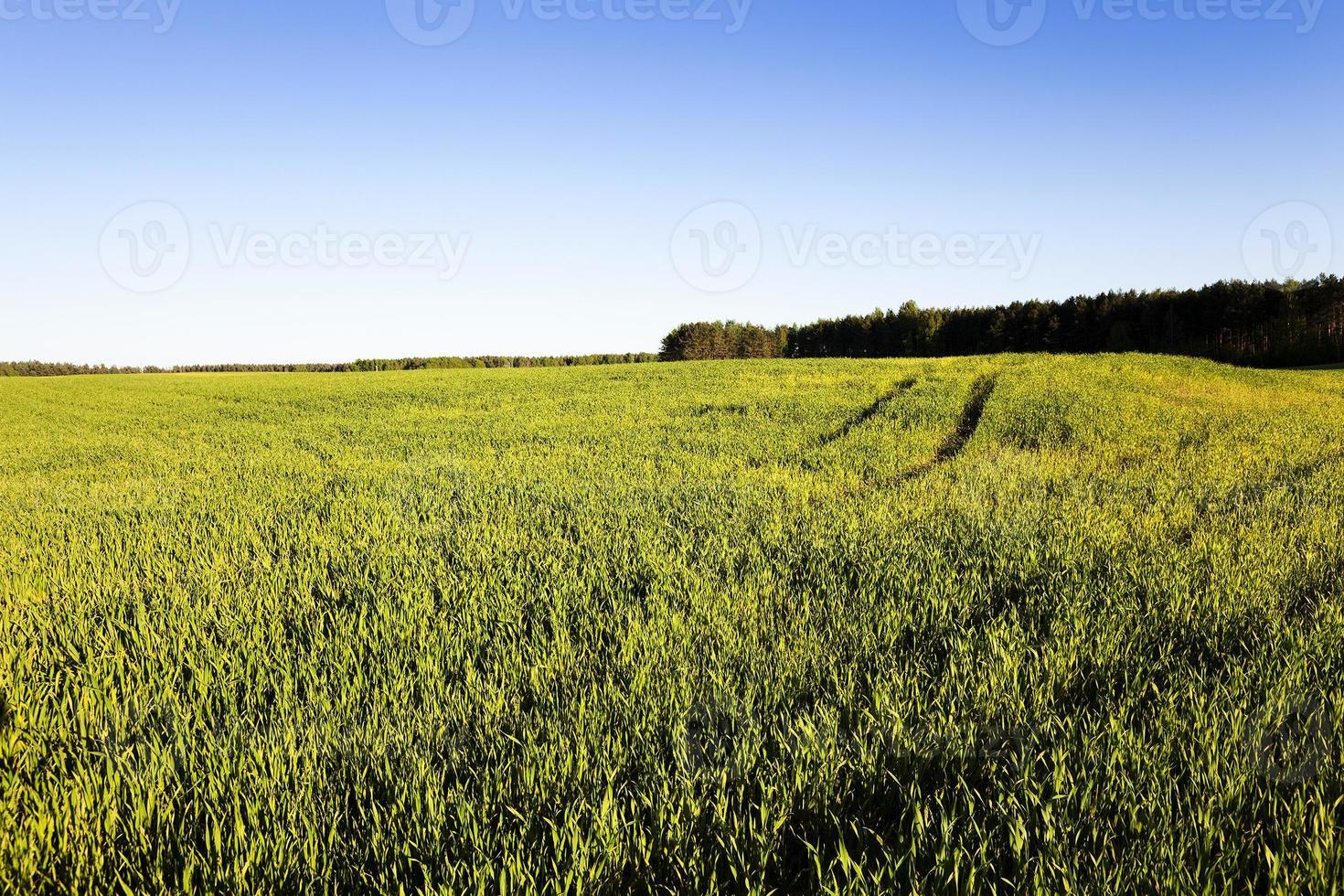 agriculture grass grows photo