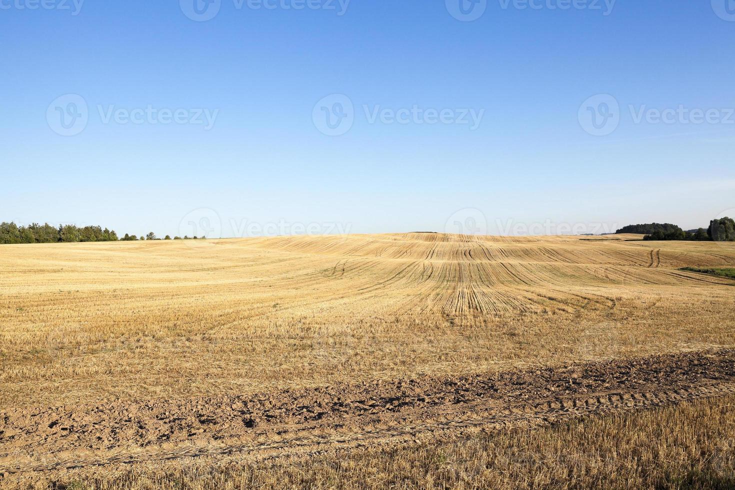 agricultural field, cereals photo