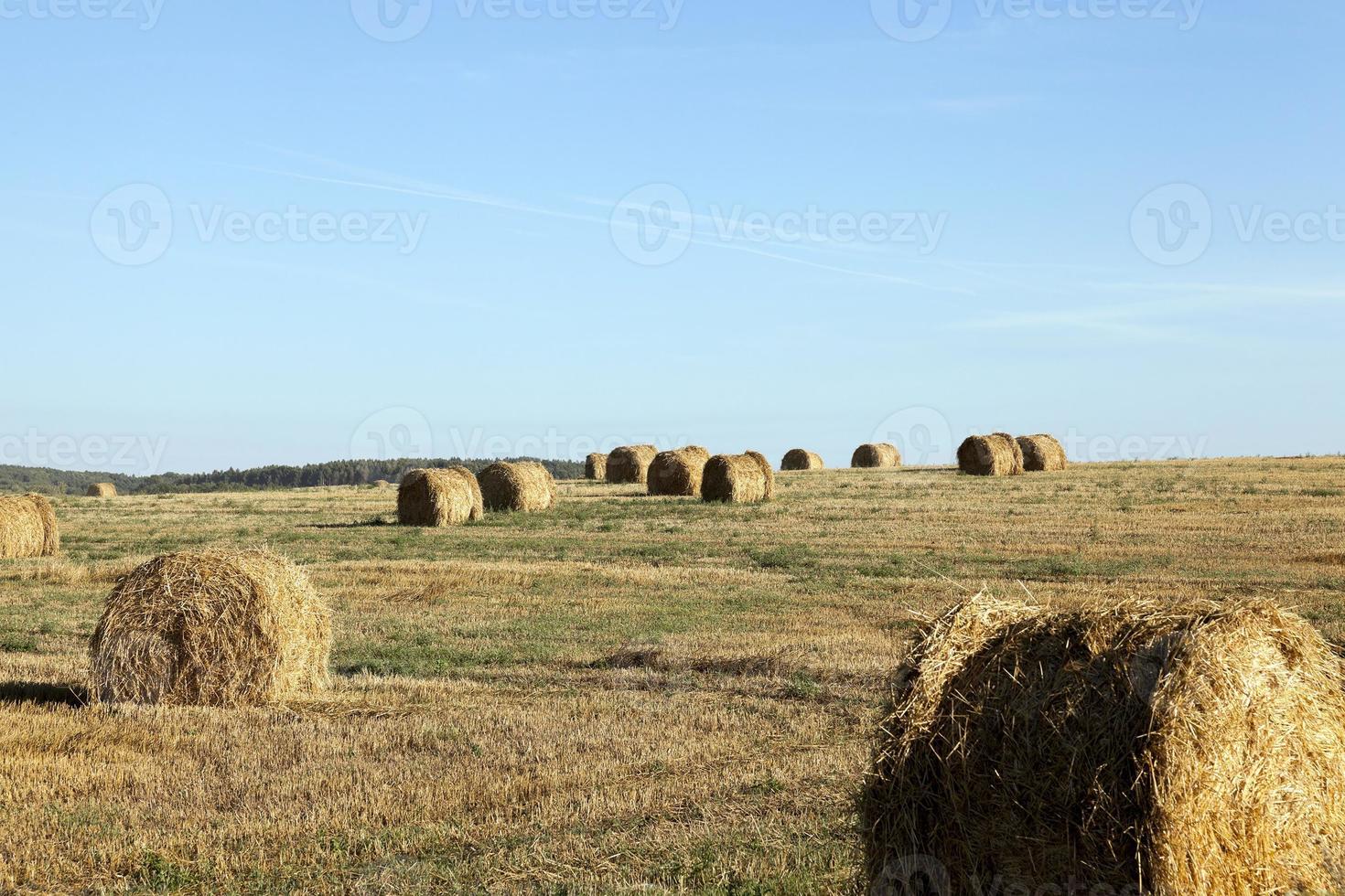 haystacks in a field of straw photo