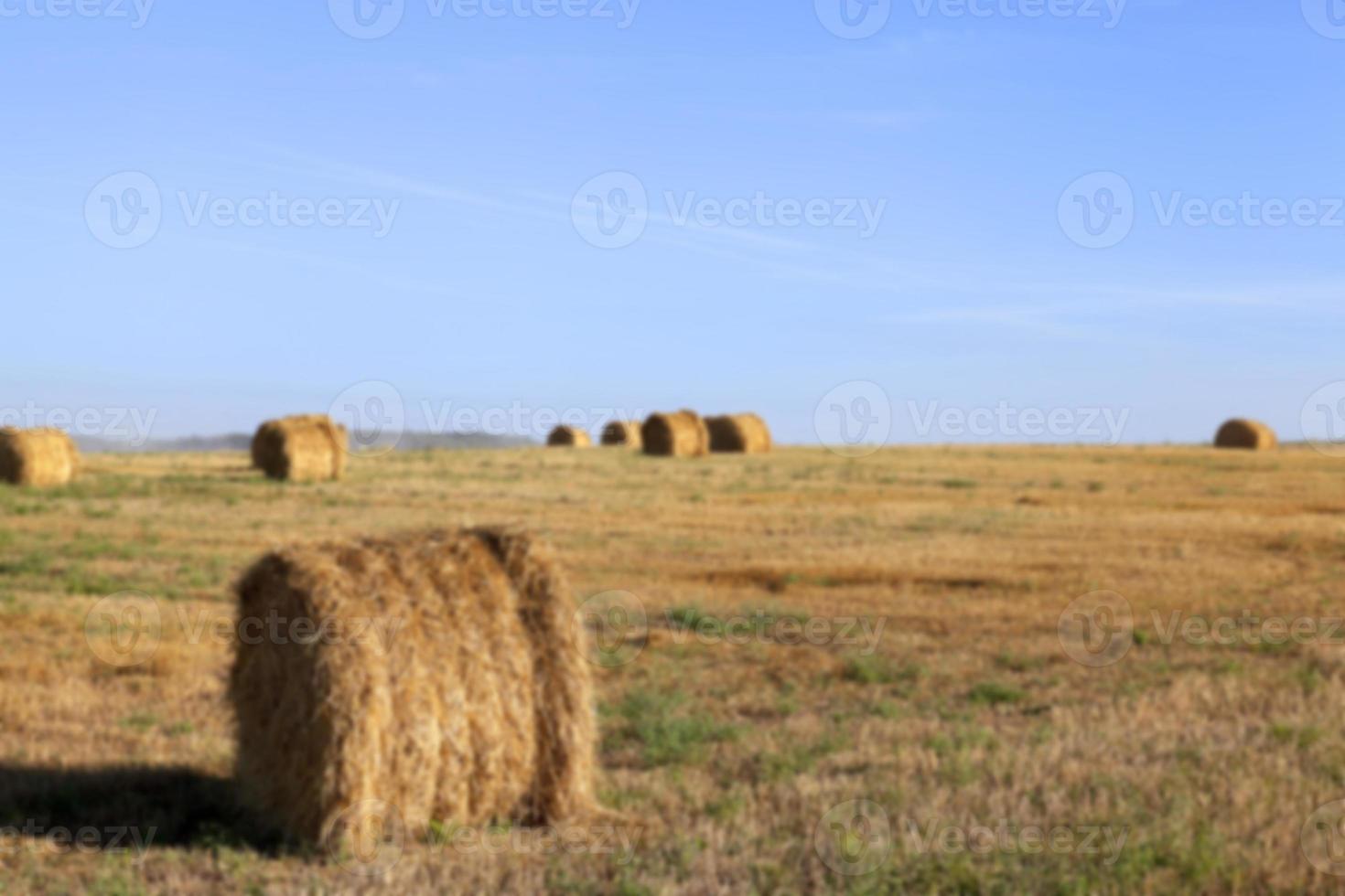 haystacks in a field of straw photo