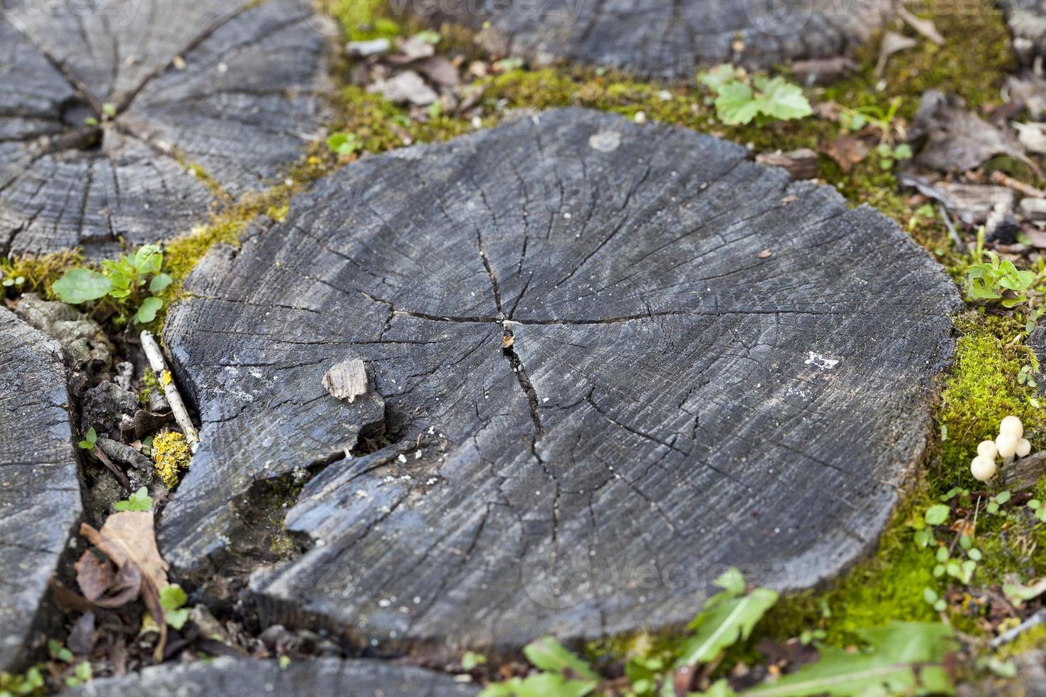 Wooden floor surface photo
