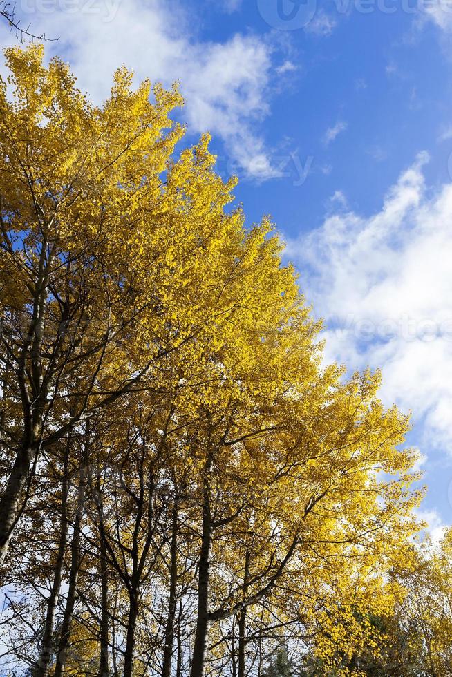 birch tree in autumn photo