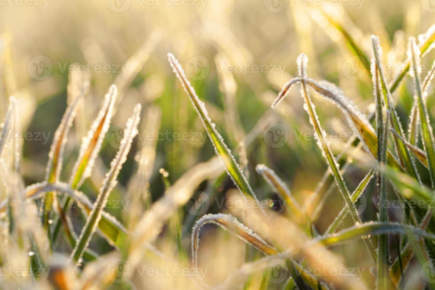 young grass plants, close-up photo