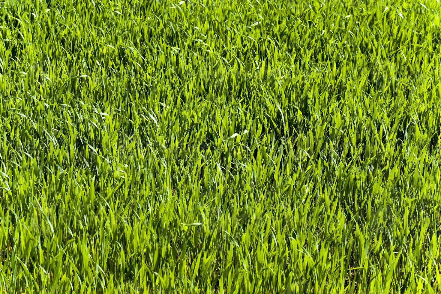 green cereals , spring photo