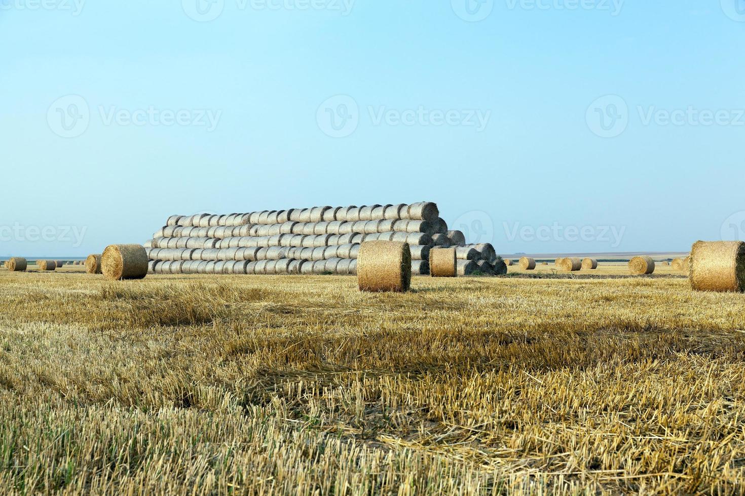 stack of straw in the field photo
