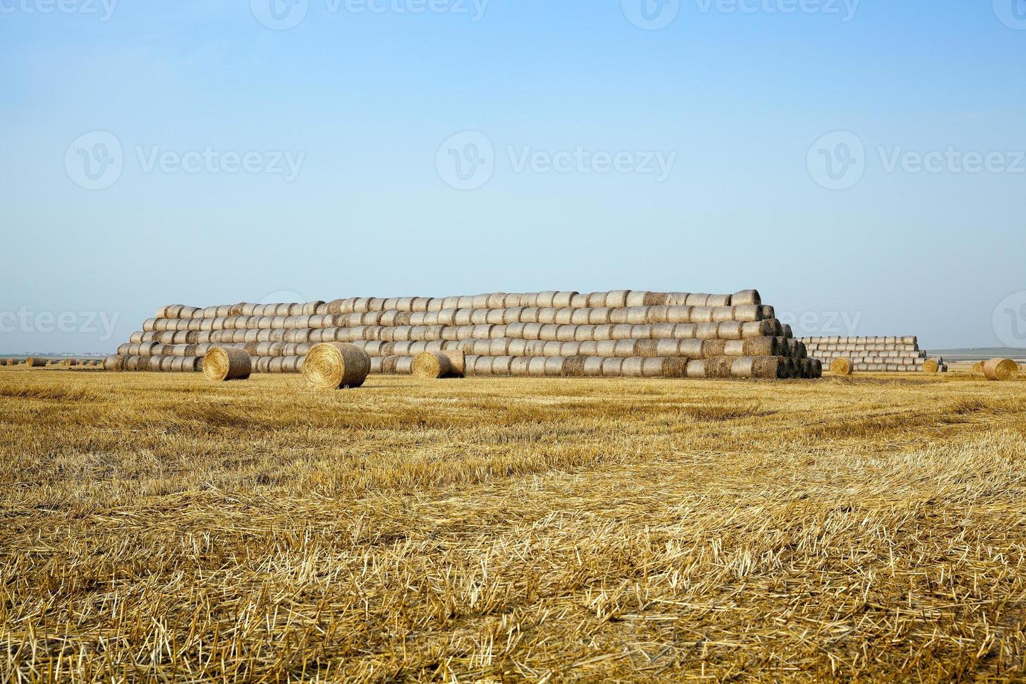 stack of straw in the field photo