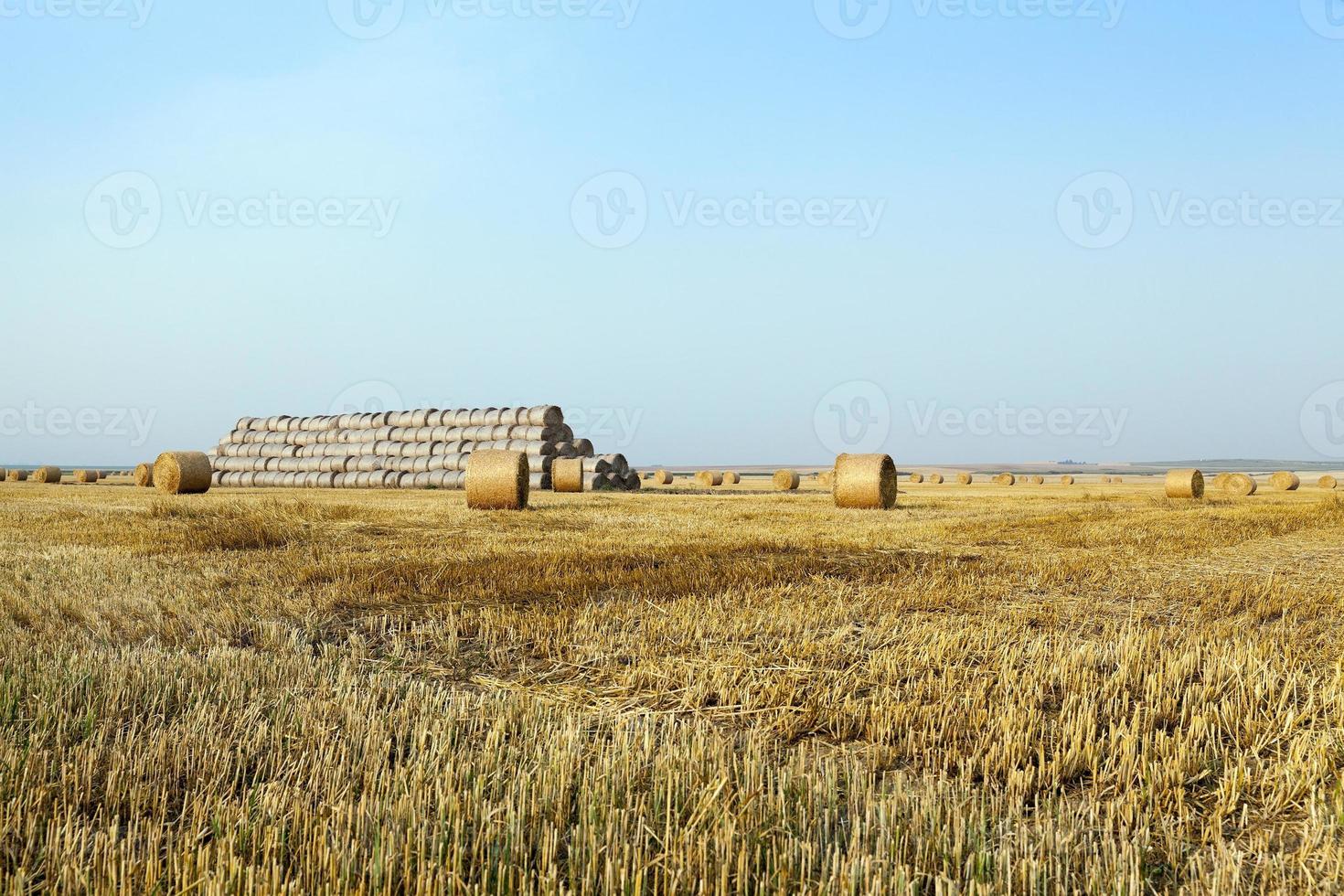 stack of straw in the field photo