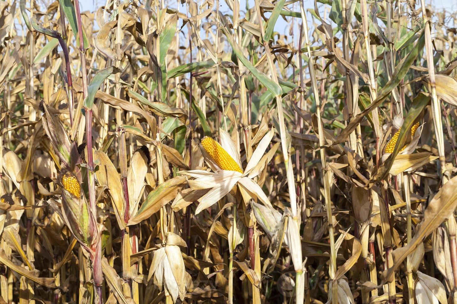 Ripe yellow corn photo