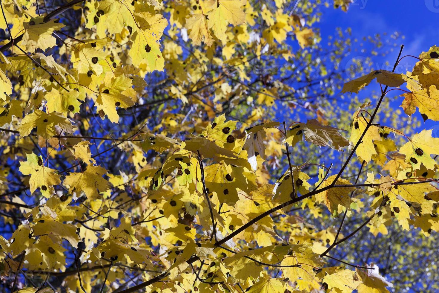 birch tree in autumn photo