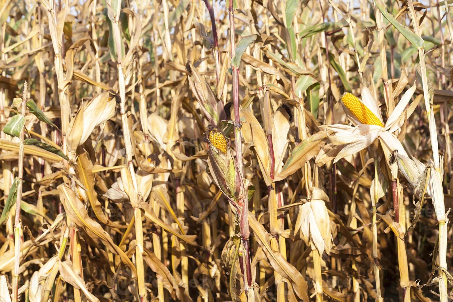 yellowed ripe corn photo