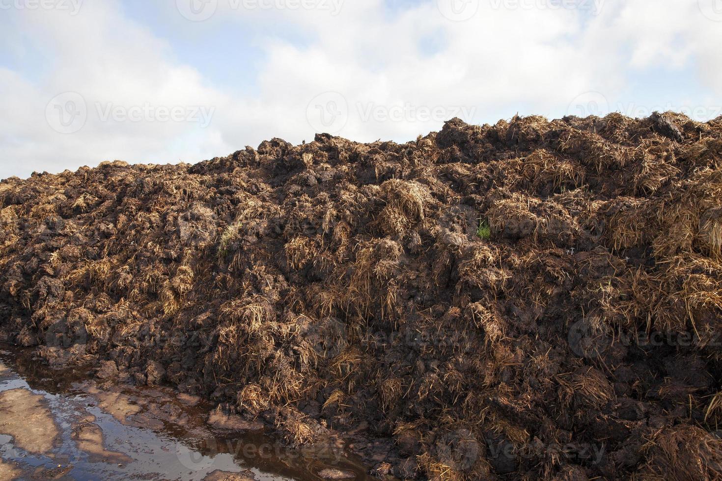 are landed in a pile of manure photo