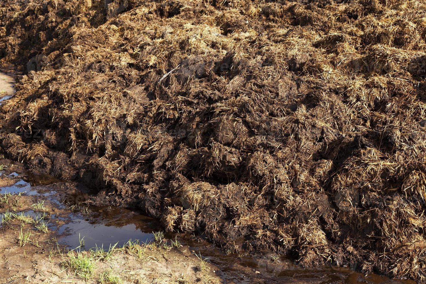 are landed in a pile of manure photo