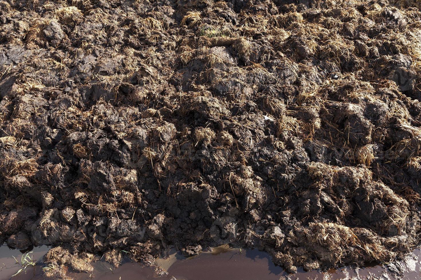 are landed in a pile of manure photo
