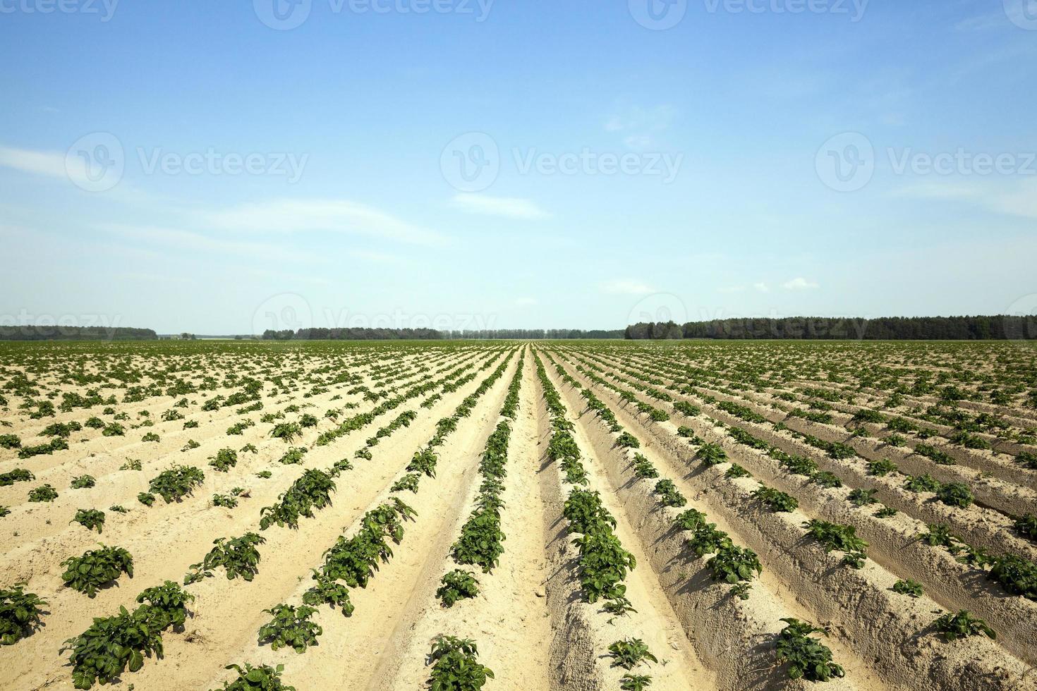 Potatoes in the field photo