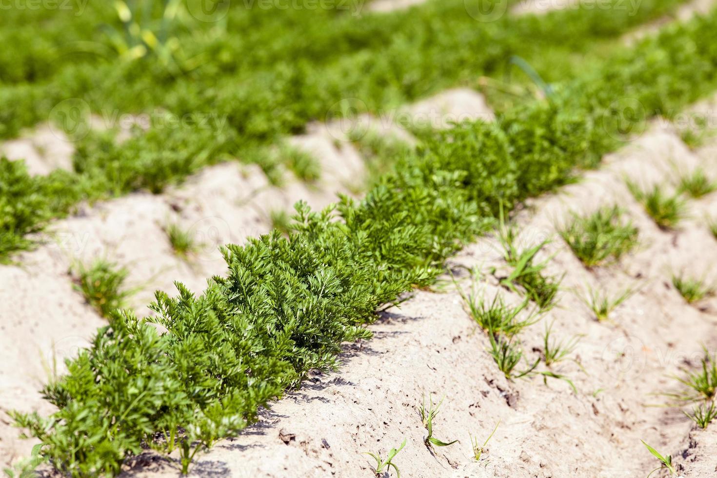sprouts carrots. field photo