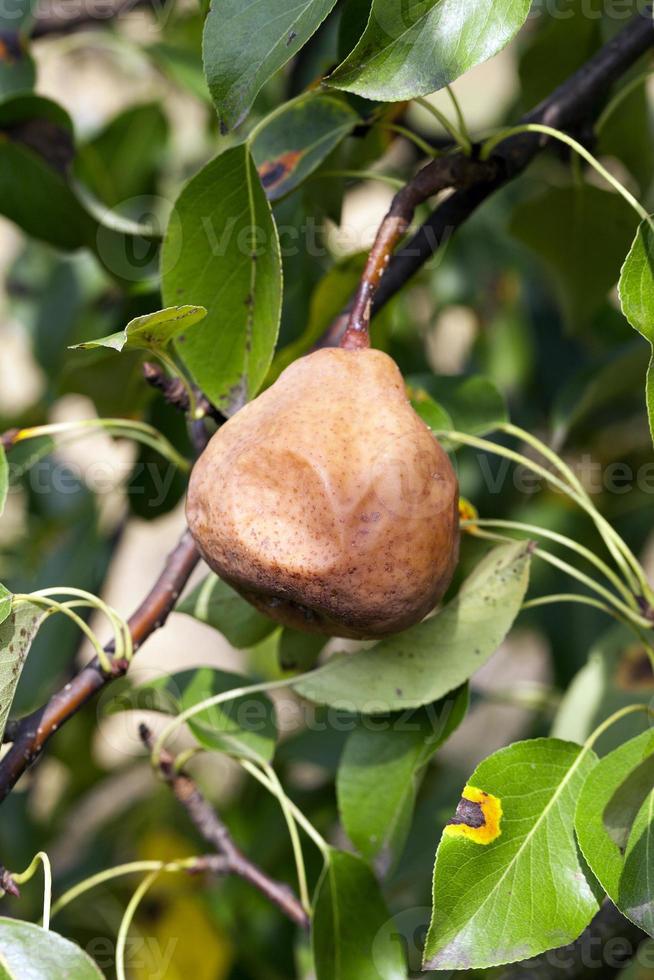 rotten pear on the tree photo