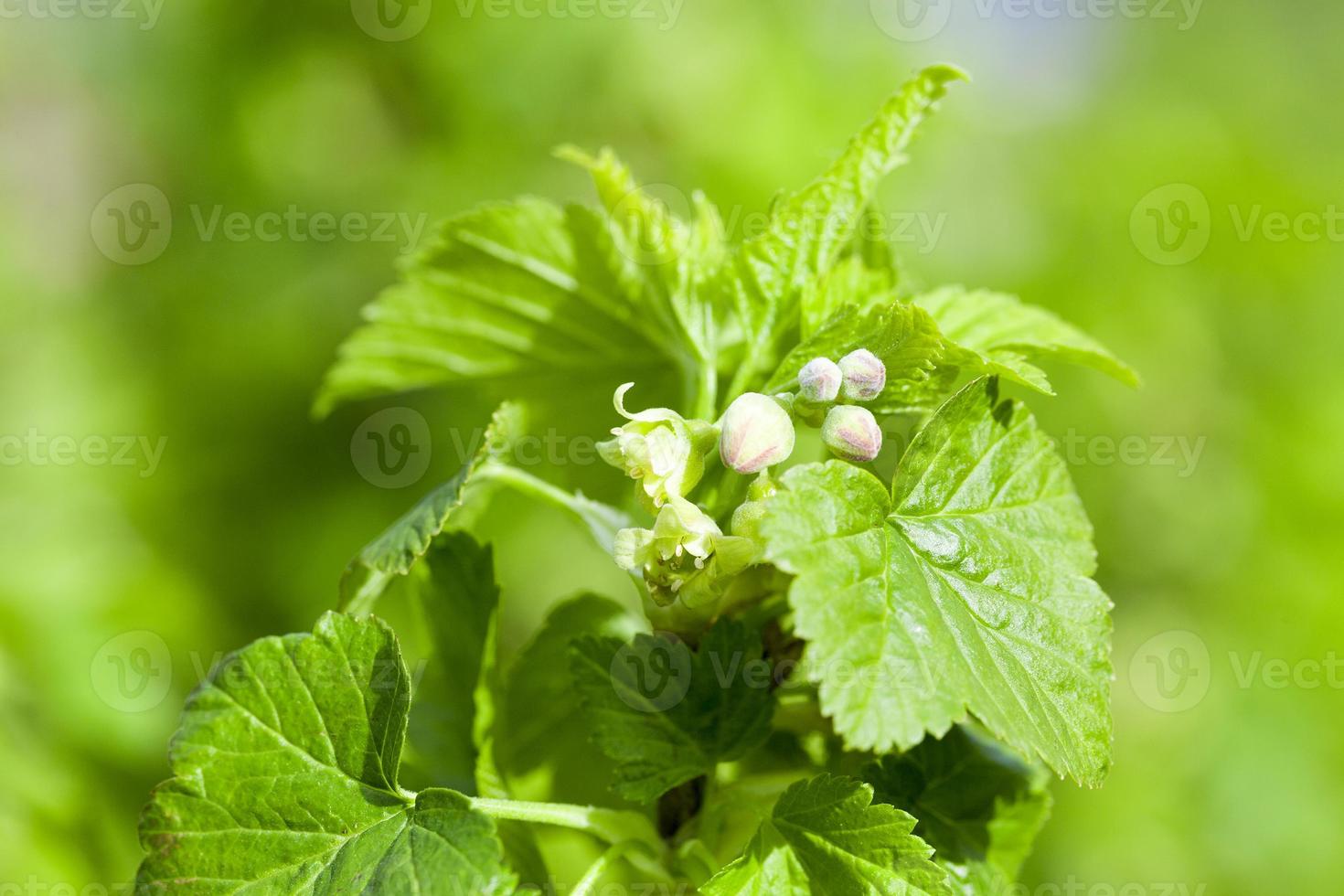spring flowering currant photo