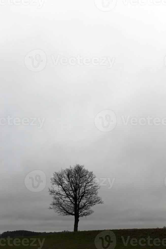 trees at dusk photo