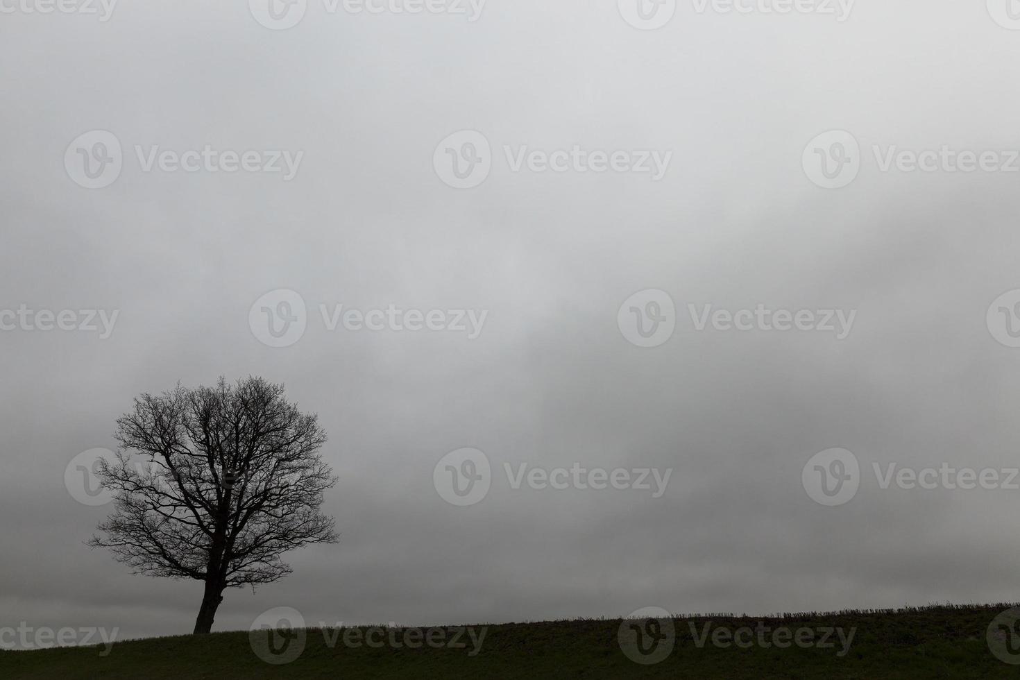 trees at dusk photo