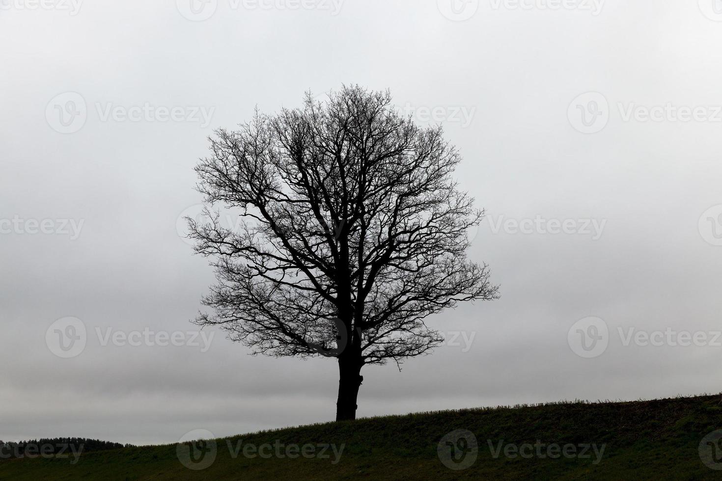 trees at dusk photo