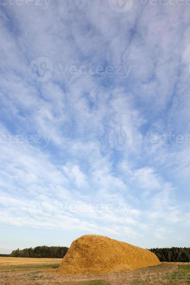 stack of straw in the field photo