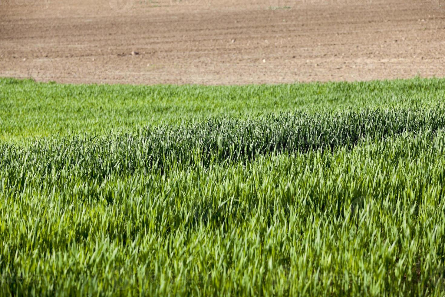 green wheat, close-up photo